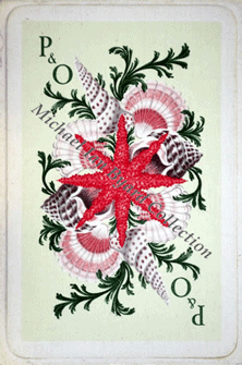 Sea Shels  Cards